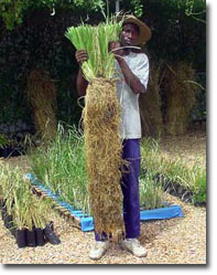 http://1.bp.blogspot.com/_QcWx0-zicCM/TSoJrEYiNsI/AAAAAAAABoU/J21Y9rLG8dQ/s1600/roots_of_vetiver_after_six_months%2540permaculture.jpg